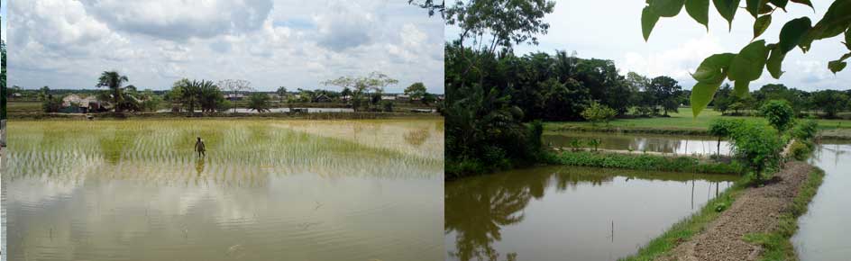 Surface water salinity near Khulna, recorded in 2007, was the highest in the preceding 32 years. Sea level rise, reduced upstream flow and prolonged dry weather are expected to further drive up salinity levels. The agriculture land is also becoming saline giving much less production than before. 